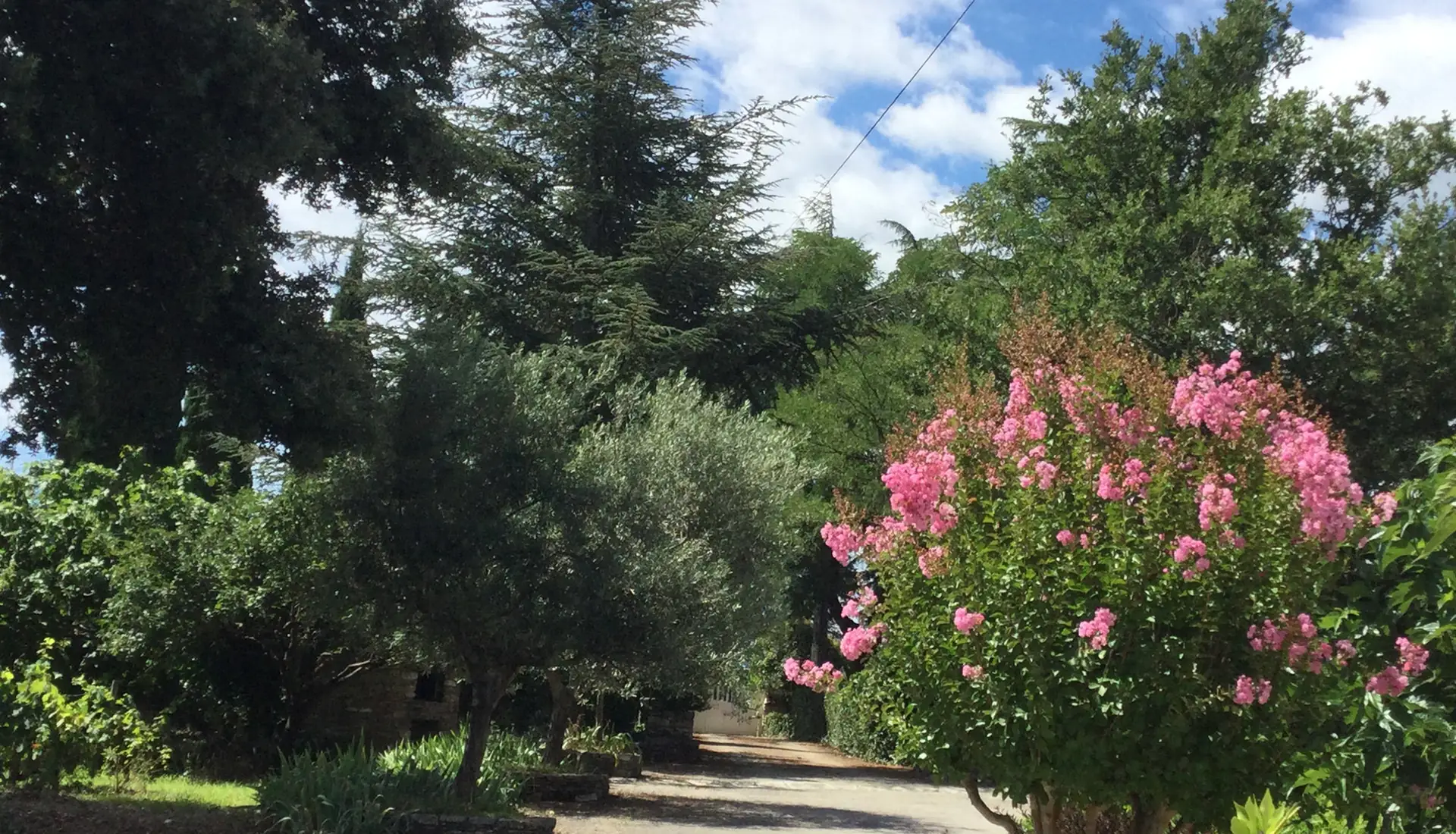 Shady driveway and oleander in bloom
