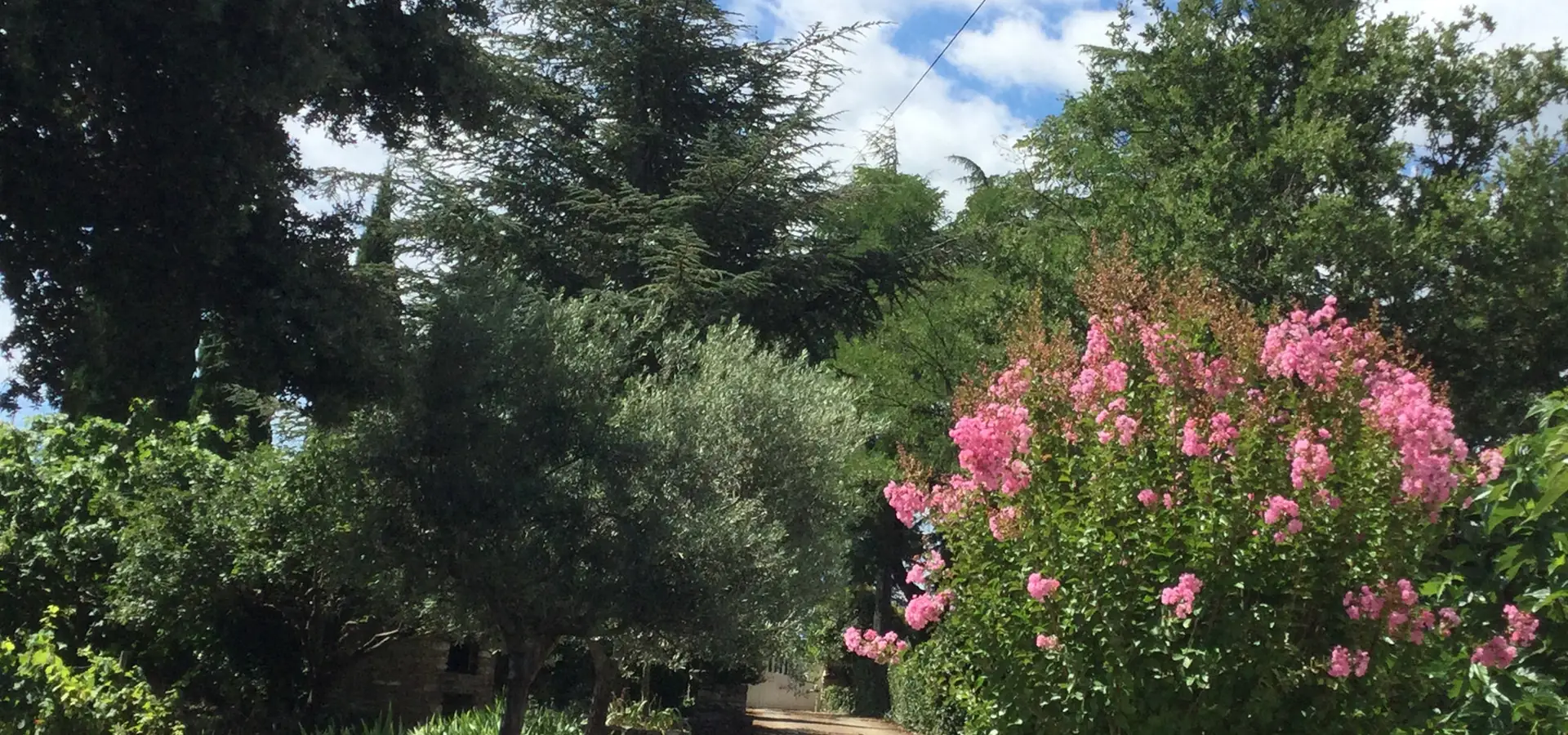 Shady driveway and oleander in bloom