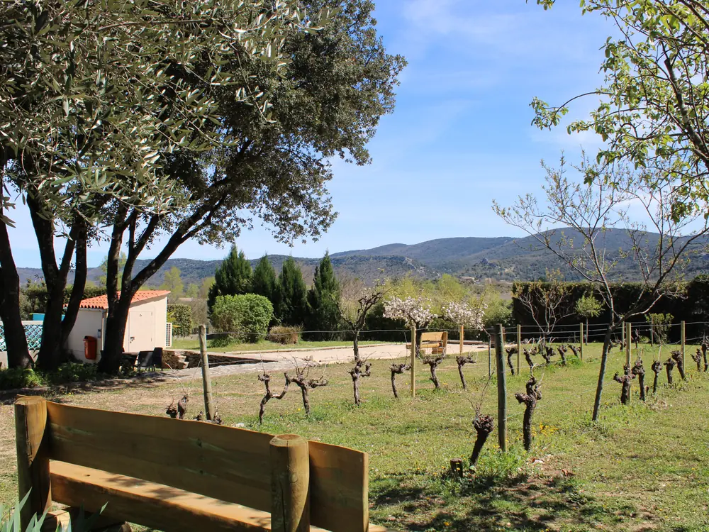 Vineyards and olive trees on the estate, with a bench facing the hills