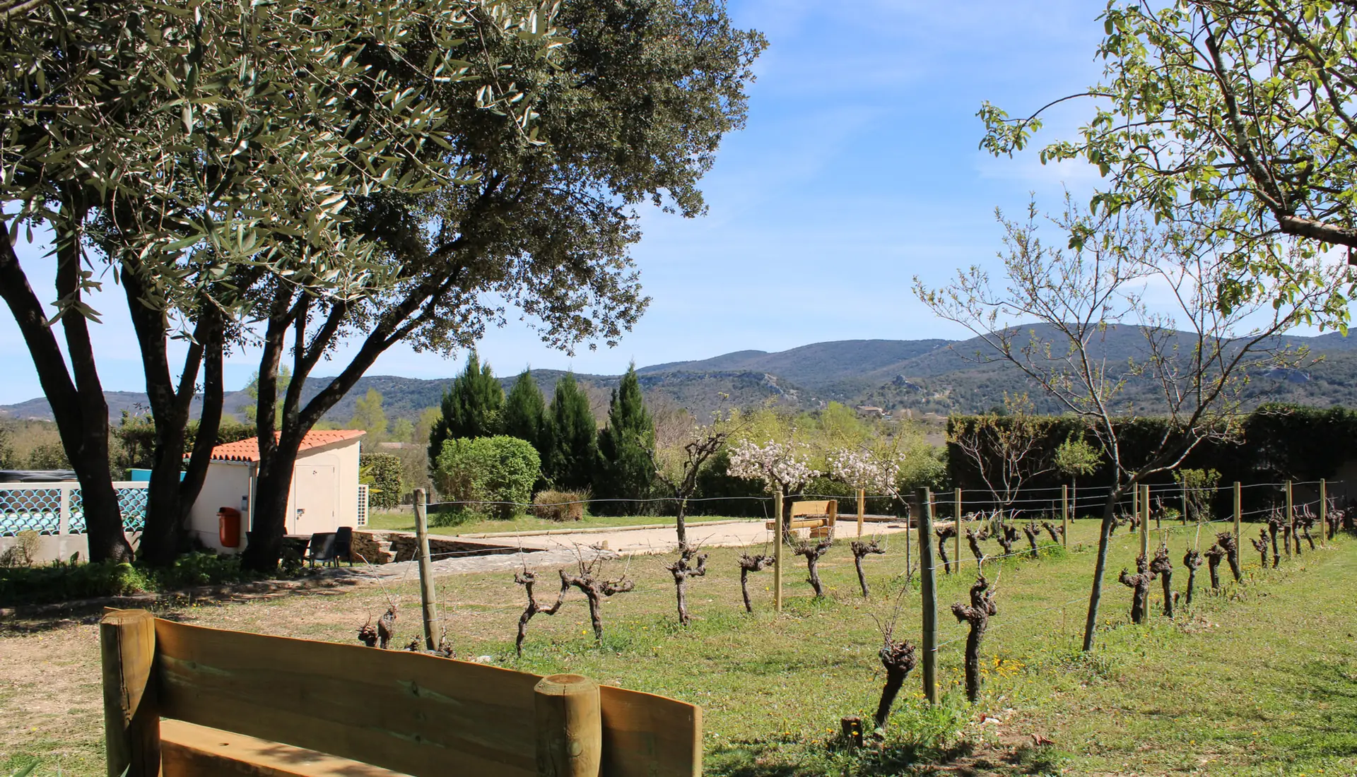 The estate's vines and olive trees, with a bench facing the hills